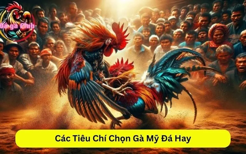 Các Tiêu Chí Chọn Gà Mỹ Đá Hay
