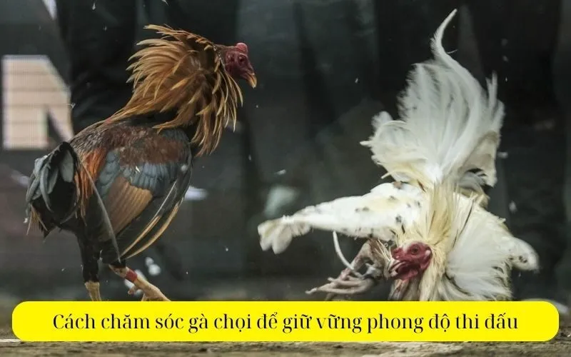 Cách chăm sóc gà chọi để giữ vững phong độ thi đấu