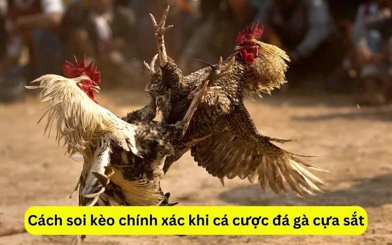 Cách soi kèo chính xác khi cá cược đá gà cựa sắt