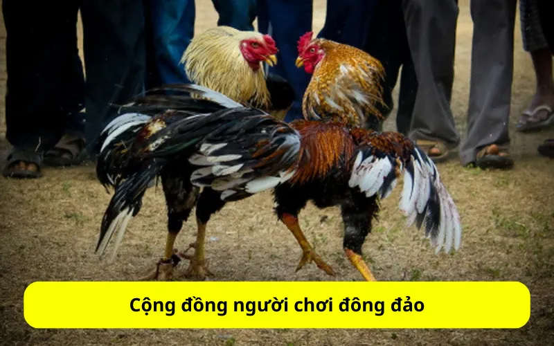 Cộng đồng người chơi đông đảo
