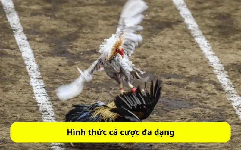 Hình thức cá cược đa dạng