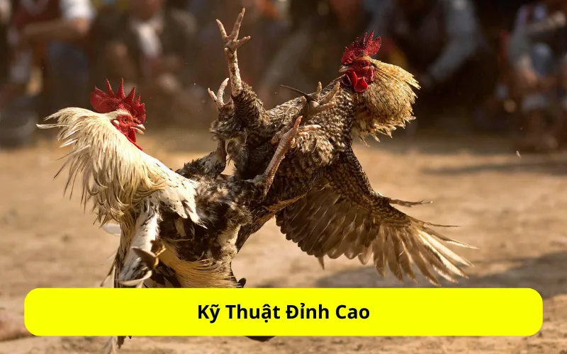 Kỹ Thuật Đỉnh Cao