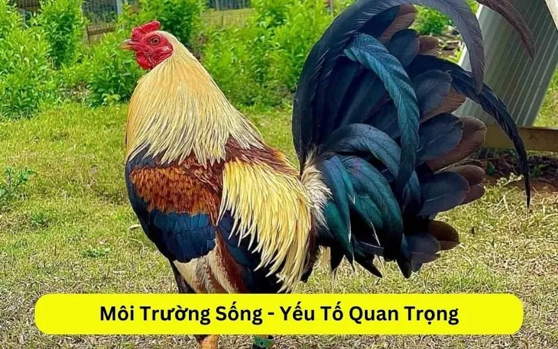 Môi Trường Sống - Yếu Tố Quan Trọng
