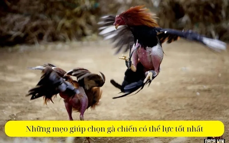 Những mẹo giúp chọn gà chiến có thể lực tốt nhất