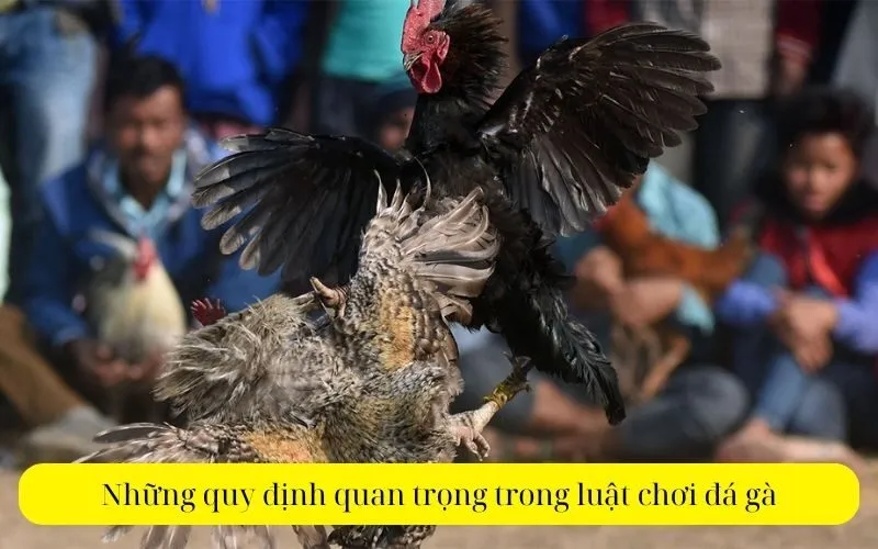 Những quy định quan trọng trong luật chơi đá gà
