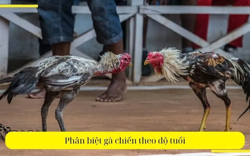 Phân biệt gà chiến theo độ tuổi