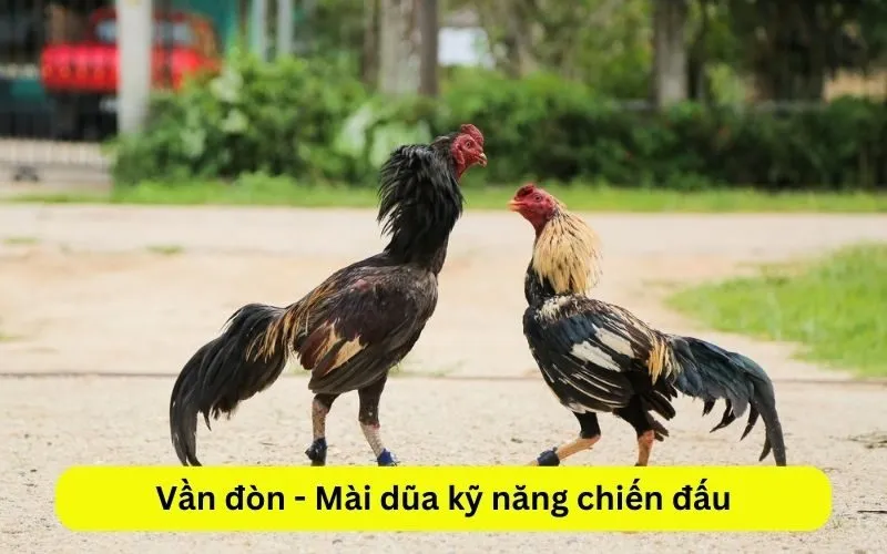 Vần đòn - Mài dũa kỹ năng chiến đấu